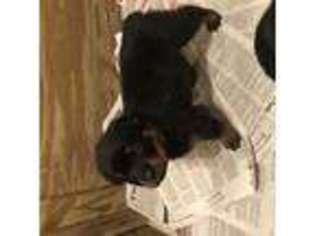 Rottweiler Puppy for sale in LILLINGTON, NC, USA