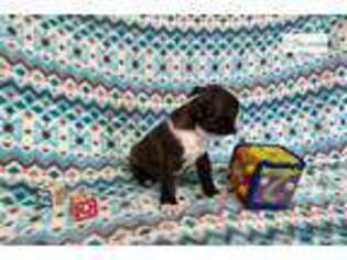 Boston Terrier Puppy for sale in Springfield, MO, USA