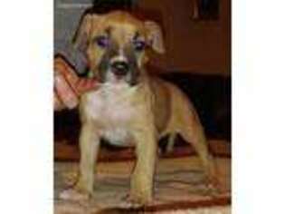 American Staffordshire Terrier Puppy for sale in Greenville, NC, USA