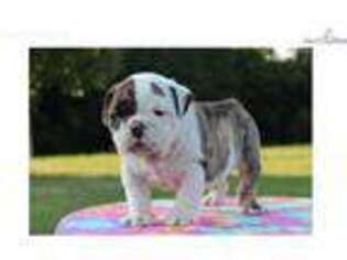 Bulldog Puppy for sale in Charlotte, NC, USA