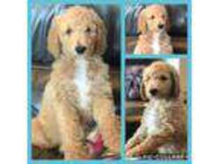Mutt Puppy for sale in Wilsonville, AL, USA
