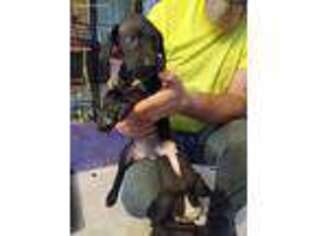 Great Dane Puppy for sale in Walkerton, IN, USA