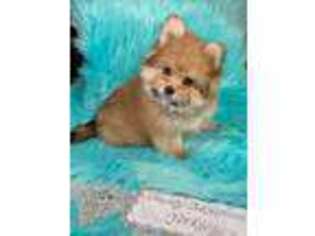 Pomeranian Puppy for sale in Asheville, NC, USA