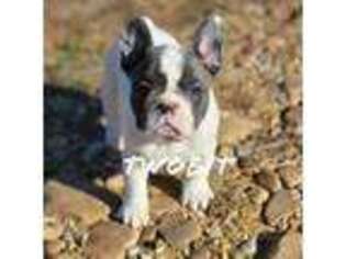 French Bulldog Puppy for sale in Rock Island, TN, USA