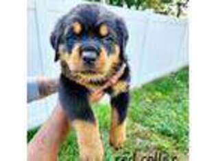 Rottweiler Puppy for sale in Ruther Glen, VA, USA