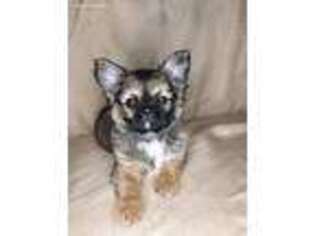 Chihuahua Puppy for sale in Weston, FL, USA