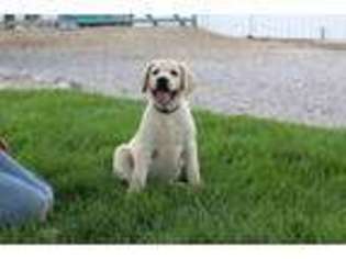 Labrador Retriever Puppy for sale in Harlan, IN, USA