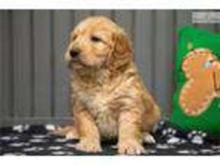 Goldendoodle Puppy for sale in Iowa City, IA, USA