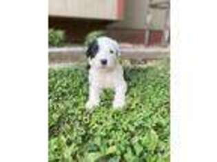 Old English Sheepdog Puppy for sale in Oconee, IL, USA