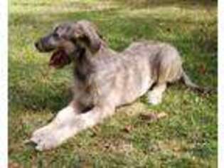 Irish Wolfhound Puppy for sale in Red Level, AL, USA