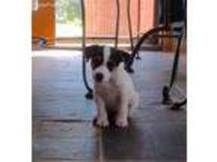 Mutt Puppy for sale in Coopersburg, PA, USA