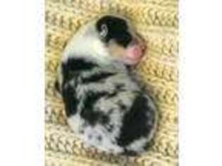 Pembroke Welsh Corgi Puppy for sale in Eubank, KY, USA