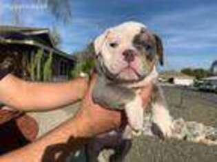 Bulldog Puppy for sale in La Puente, CA, USA