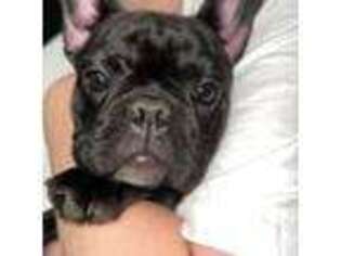 French Bulldog Puppy for sale in Hope Valley, RI, USA