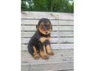 Airedale Terrier Puppy for sale in Rogers, OH, USA