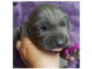 Weimaraner Puppy for sale in Enfield, CT, USA