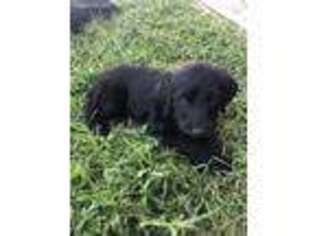 Labradoodle Puppy for sale in Maysville, MO, USA
