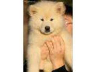 Alaskan Malamute Puppy for sale in Oakridge, OR, USA