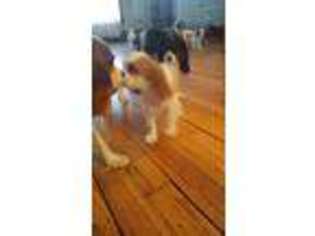 Cavalier King Charles Spaniel Puppy for sale in Orland, IN, USA