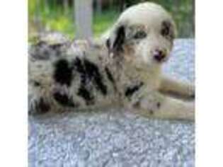 Miniature Australian Shepherd Puppy for sale in Lawrenceville, GA, USA
