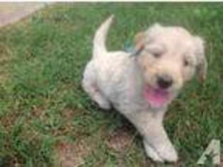 Goldendoodle Puppy for sale in COLFAX, NC, USA