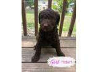 Labradoodle Puppy for sale in Avon, IN, USA