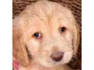 Labradoodle Puppy for sale in Vallonia, IN, USA