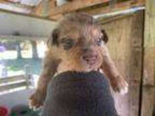 Miniature Australian Shepherd Puppy for sale in Bunnell, FL, USA