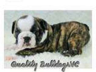 Bulldog Puppy for sale in Bakersfield, CA, USA