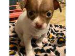 Chihuahua Puppy for sale in Hampton, IL, USA
