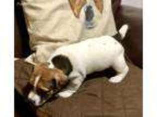 Jack Russell Terrier Puppy for sale in Glen Cove, NY, USA