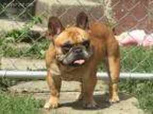 French Bulldog Puppy for sale in Toledo, OH, USA