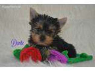 Yorkshire Terrier Puppy for sale in Mercer, PA, USA