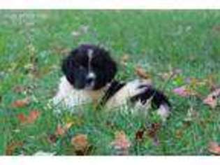 Newfoundland Puppy for sale in Hersey, MI, USA