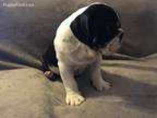 Bulldog Puppy for sale in Rocky Comfort, MO, USA