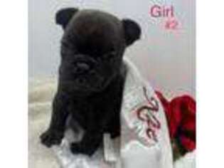 French Bulldog Puppy for sale in Roland, OK, USA