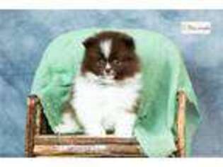 Pomeranian Puppy for sale in Fort Wayne, IN, USA