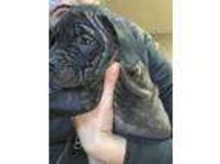Cane Corso Puppy for sale in Decatur, TN, USA
