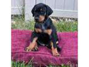 Doberman Pinscher Puppy for sale in Chicago, IL, USA