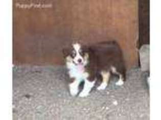 Australian Shepherd Puppy for sale in Center Point, TX, USA