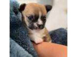 Chihuahua Puppy for sale in Salem, OR, USA