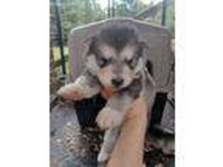 Alaskan Malamute Puppy for sale in Pickens, SC, USA