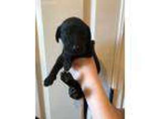 Great Dane Puppy for sale in Springdale, AR, USA