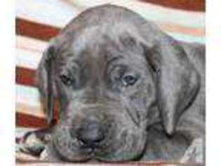 Great Dane Puppy for sale in ATHENS, AL, USA