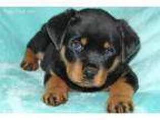 Rottweiler Puppy for sale in Princeton, WV, USA