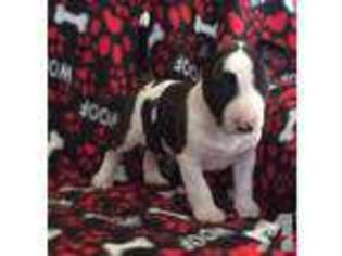 Bull Terrier Puppy for sale in MILLEDGEVILLE, GA, USA