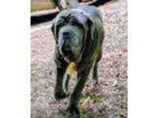 Neapolitan Mastiff Puppy for sale in Marion, NC, USA