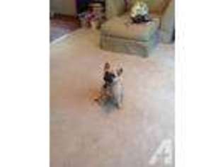 French Bulldog Puppy for sale in BELLEVUE, NE, USA