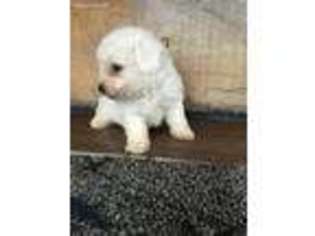 Bichon Frise Puppy for sale in Williamstown, KY, USA