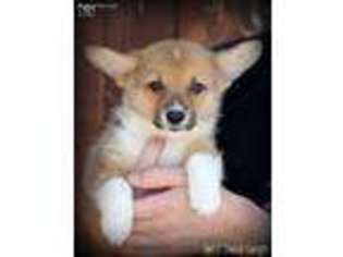 Pembroke Welsh Corgi Puppy for sale in Sun City, CA, USA